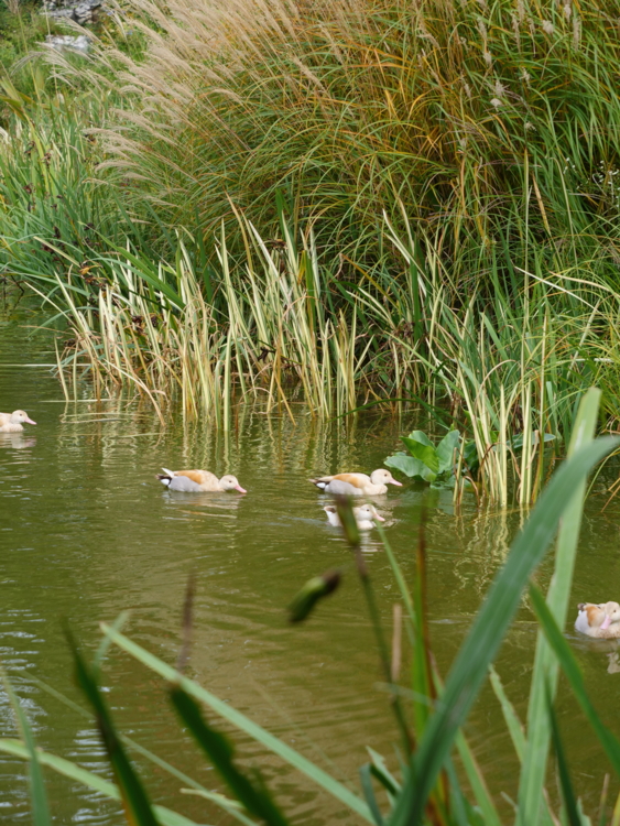 P1011902 Jardin du Bois marquis - etang - bassin - canard - graminee-Edit ©Isabelle Morand
