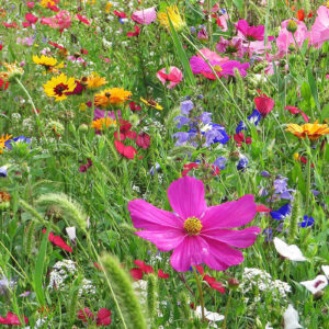 prairie fleurie-7317976-Oliver Bender-1200x800 prairie fleurie