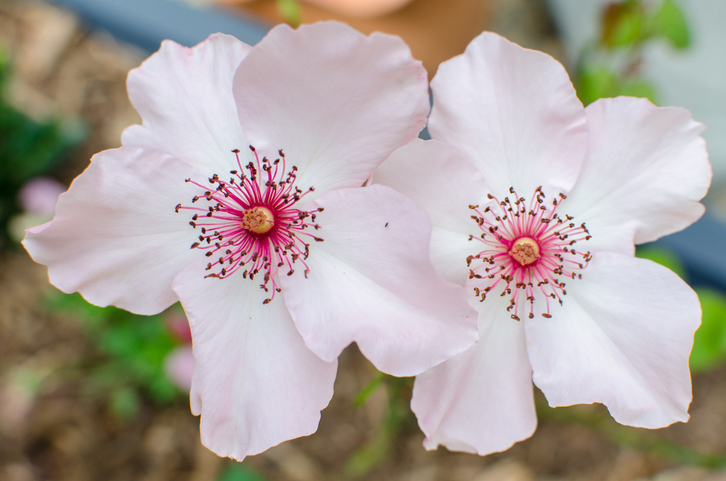 Rosa Dainty Bess 'Dainty Bess' ©HedgerowRose