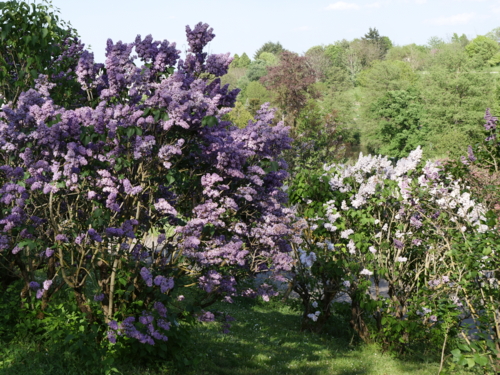 _1099260. Jardin botanique Nancy - Collection de lilas. Syringa-Edit ©Isabelle Morand