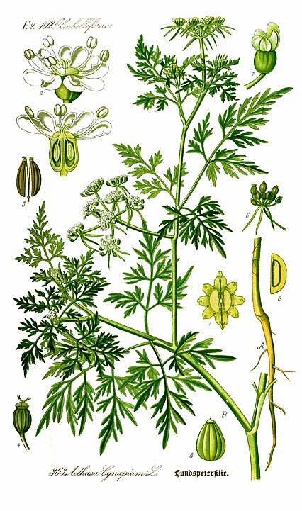 426px-Illustration_Aethusa_cynapium0_clean 426px-Illustration_Aethusa_cynapium0_clean