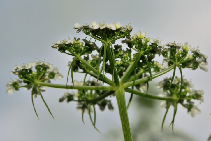 Aethusa cynapium - Ian_Redding ©Ian Redding