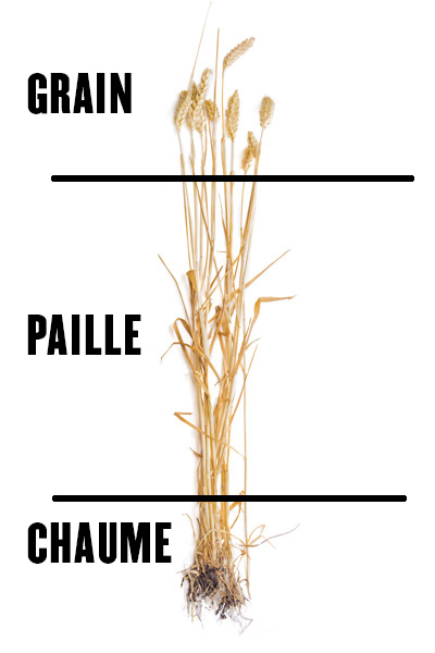 Depositphotos-épi-blé-82302736-ok2-anmbph PAILLE