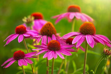 echinacea