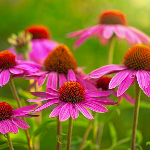 echinacea - Jasmina81 -1200x800 echinacea