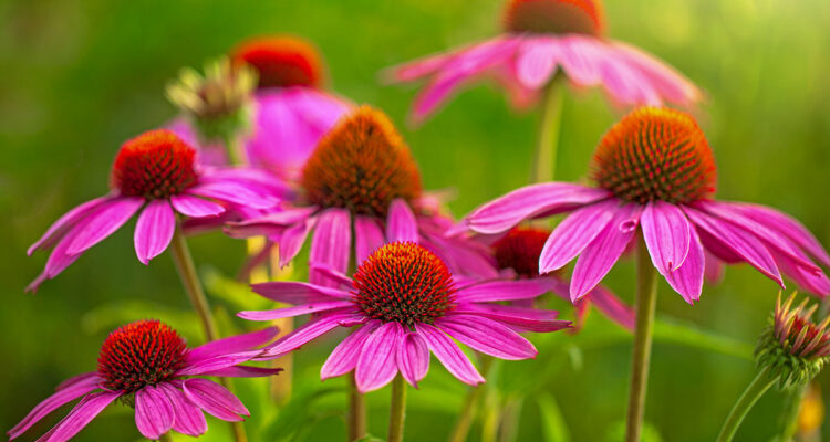 echinacea