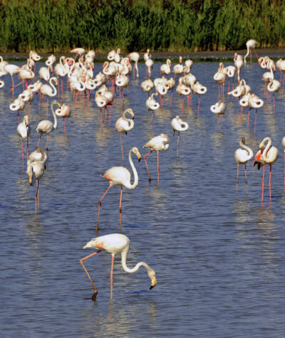 Flamands-roses-Camargue-Depositphotos_53677573_S Camargue : flamands roses