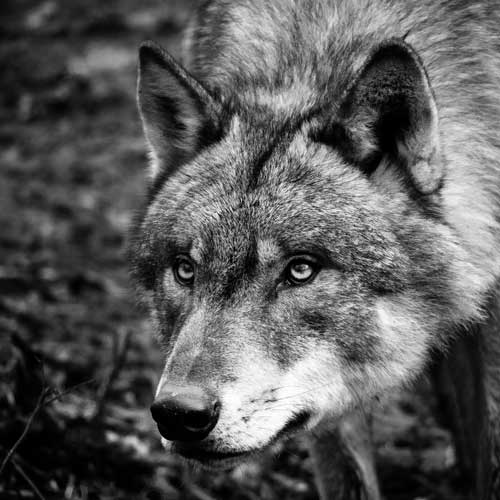LOUP-Depositphotos_24088691_S Loup