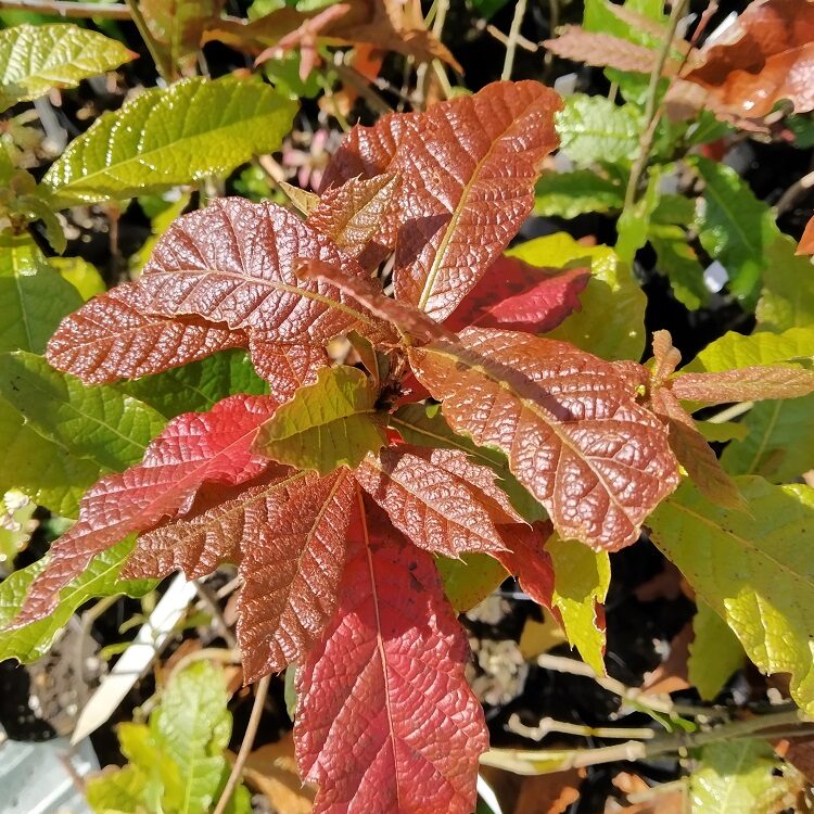 Quercus_rysophylla_florama-cdoj-1 Quercus rysophylla ou chêne du Mexique
