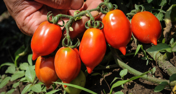Tomate du Vésuve