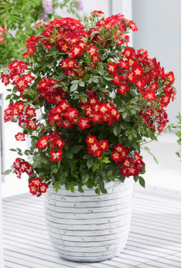 rosier everglow ruby - Globe planter ©Globe Planter