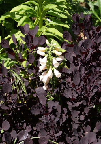 _1000044. Jardin de Basroger - Cotinus - digitale - digitalis-Edit ©Isabelle Morand