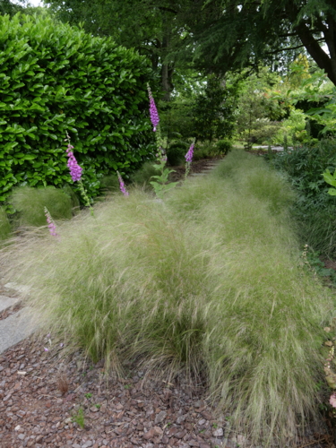 _1100100 Jardins de la Mansonière - Stipa - Digitale - Digitalis - Ecorce de pin-Edit ©Isabelle Morand