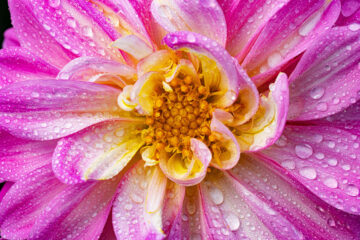 Rosier sur dahlia
