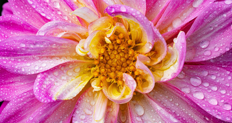 Rosier sur dahlia