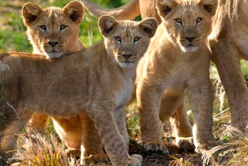 Lion-©-F-G_Grandin_MNHN Lionceaux ©-F-G_Grandin