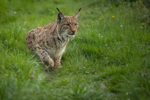 Lynx-d’Eurasie_Agnès_Iatzoura Lynx d'Eurasie