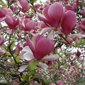 Magnolia Magnolia de Chine ou Magnolia de Soulange (Magnolia ×soulangeana)