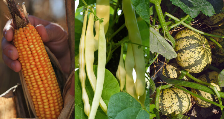 Milpa