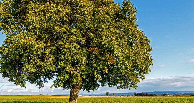 Noyer commun - Juglans regia