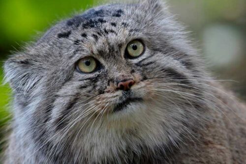 Otocolobus-manul--Chat-de-Pallas---232_Emmanuel_Baril Otocolobus