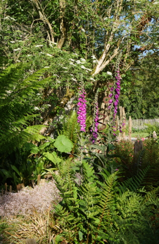 P1360767. Jardin de la Poterie - fougere - digitalis - digitale - totem - dicksonia antartica-Edit ©Isabelle Morand