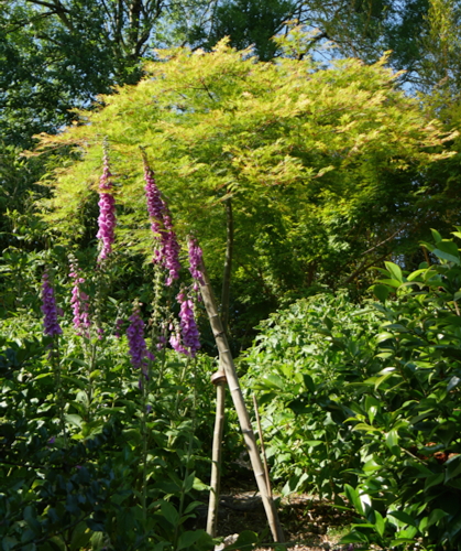 P1370053. La Guesnonnière - acer - erable du japon à identifier - digitale - digitalisJPG-Edit ©Isabelle Morand