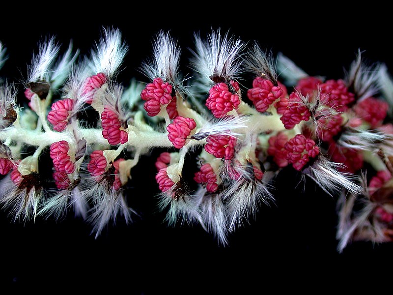 Populus_tremuloides_15-p.bot-popu.tremul-14 Populus tremuloides