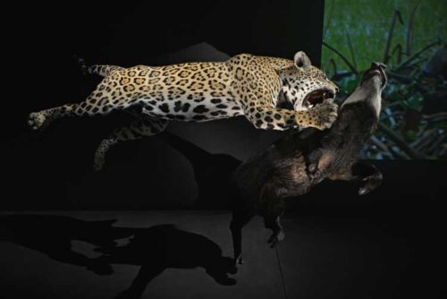 Scène-de-chasse_MNHN_JC-Domenech Scène de chasse