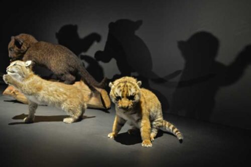 Sélection-naturelle_MNHN_JC-Domenech Sélection-naturelle ©MNHN_JC-Domenech