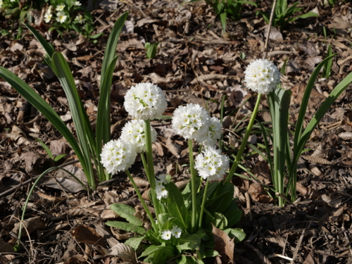 _1077096 Jardin du Mas des Bealieres - Primula denticulata Alba-Edit 'Alba' © Isabelle Morand