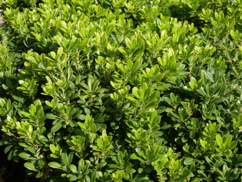 _1111282 Jardin botanique royal de Madrid - Pittosporum tobira Nana-Edit ©Isabelle Morand