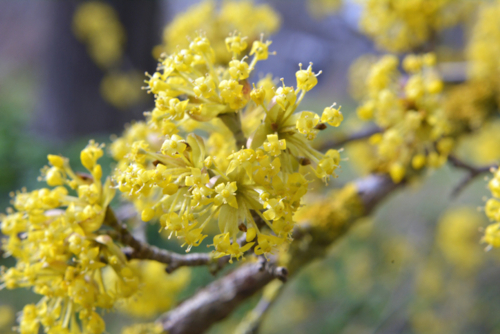 fleur Cornus mas - Orest Lyzhechka -Edit ©Orest Lyzhechka