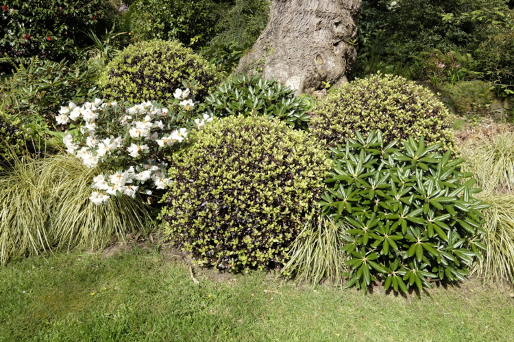 Jardin du Pellinec_Penvenan_allée himalayenne3 - Pittosporum tenuifolium Tom Thumb - rhododendron - carex-Edit ©Didier Hirsch