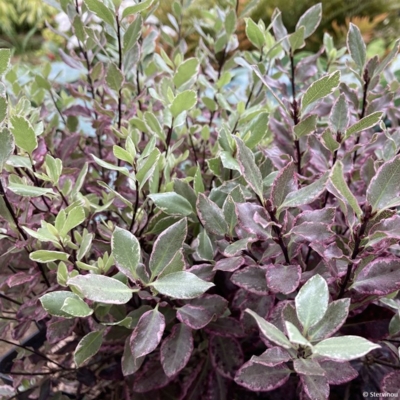 pittosporum-bannow-bay-IF-15354-1-Edit ©Promesse de fleurs