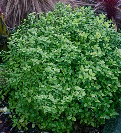 Pittosporum Midget - Minier-Edit ©Minier