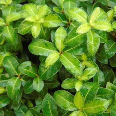 pittosporum-tenuifolium-golden-ball-85615-1_1-Edit ©Promesse de fleurs