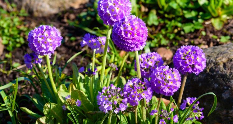 primula denticulata - ©Reim Photos