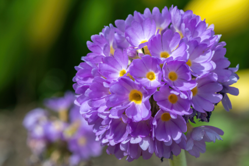 Primula denticulata - Wirestock - Depositphotos_567616208_S-Edit ©Wirestock
