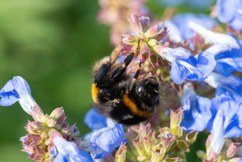 Salvia uliginosa - sauge des marais - tom meaker-Edit ©Tom Meaker