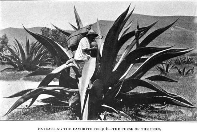 640px-Extracción_de_Pulque_México_1904 Extraction de pnlque ©Wikimedia