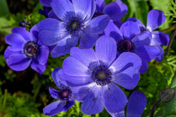 Anemone M. Fokker