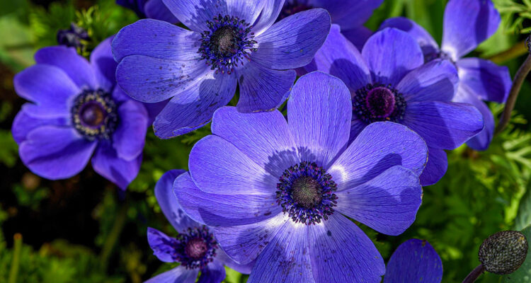 Anemone M. Fokker