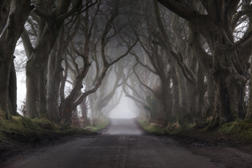 Dark HEdges - Irlande - Andy SG -Edit ©Andy SG