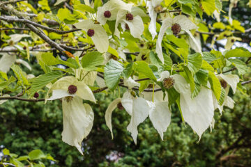 arbre aux mouchoirs - Davidia involucrata Sonoma
