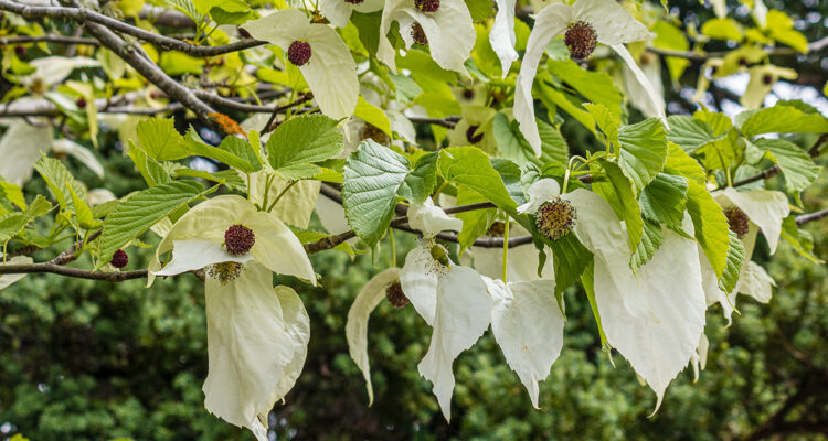 arbre aux mouchoirs - Davidia involucrata Sonoma