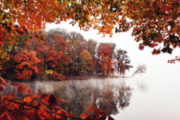 foret-automne-eau-brouillard