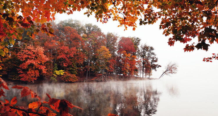 foret-automne-eau-brouillard