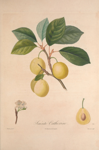 Gravures_arbres_fruitiers_-_469_Prune_Sainte_Catherine-Edit ©dr