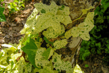 Hedera Jasper